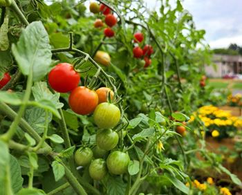 Community garden